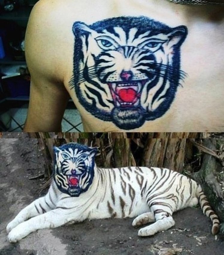 biely tiger