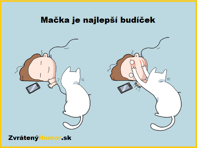 budicek