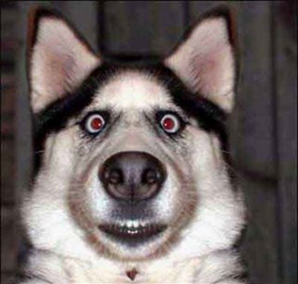 husky