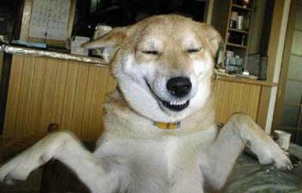 smiech