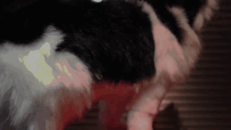 macka gif