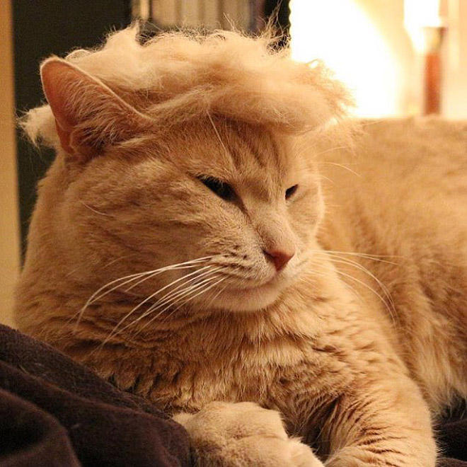 garfield