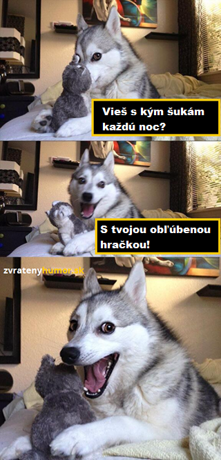 husky 1