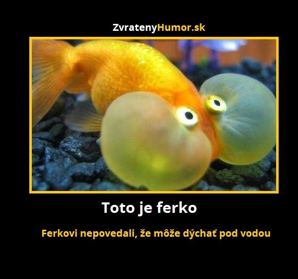 ferko
