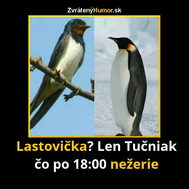 lastovicka