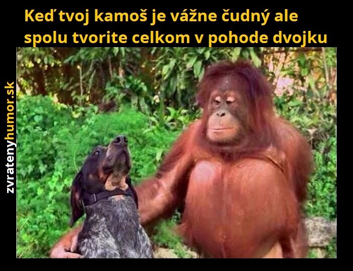 opica a pes