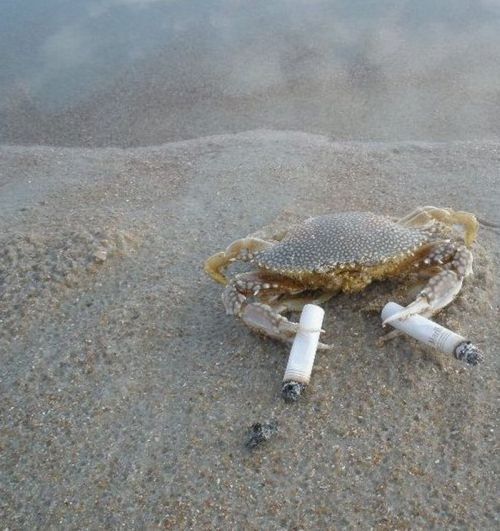 krab a cigareta