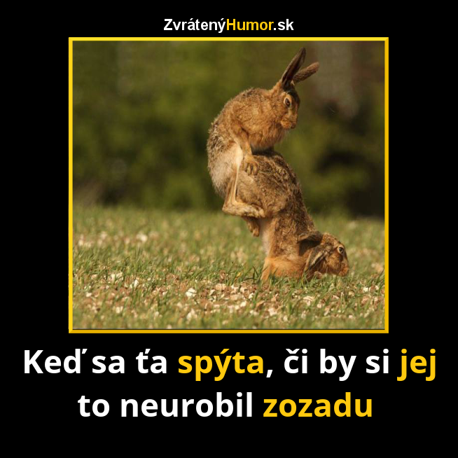 52.zajace