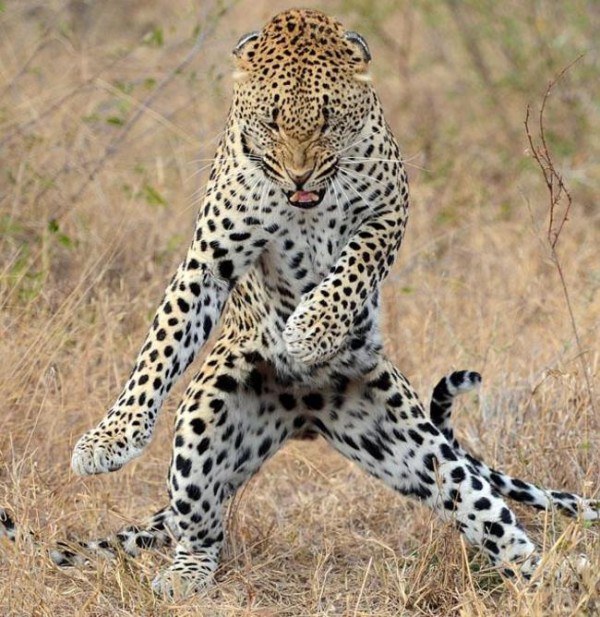 gepard a tenc