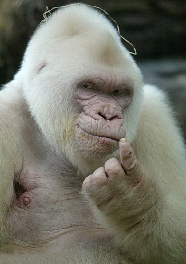albino gorila