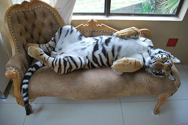 tiger