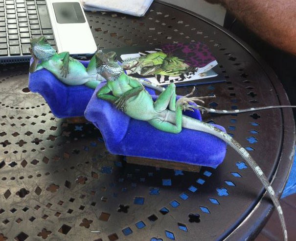 chameleony