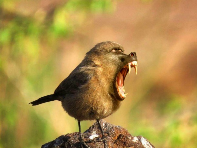 ostre zuby