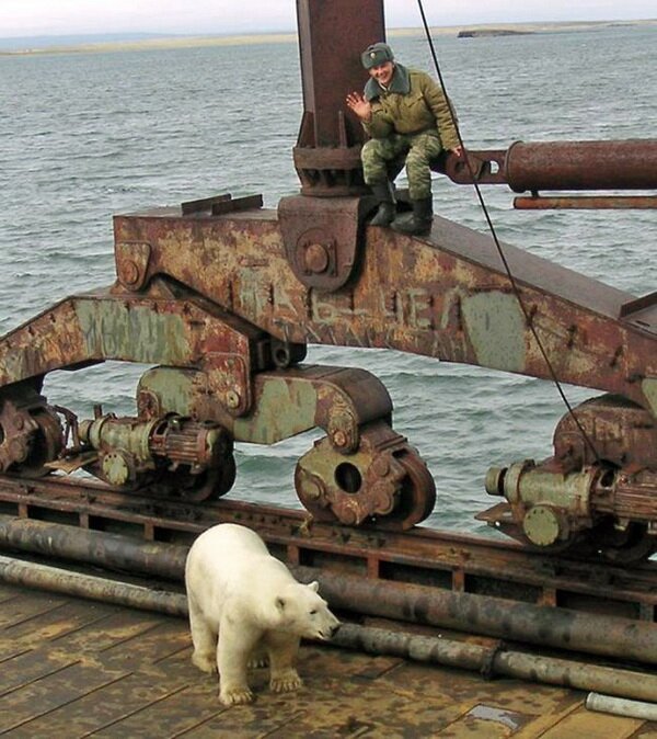 polarny medved