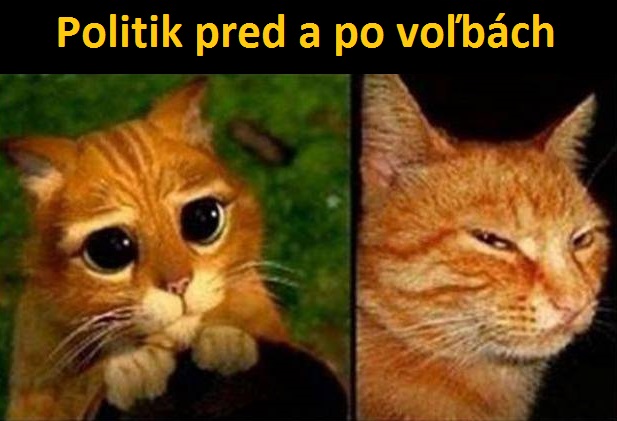 kocur