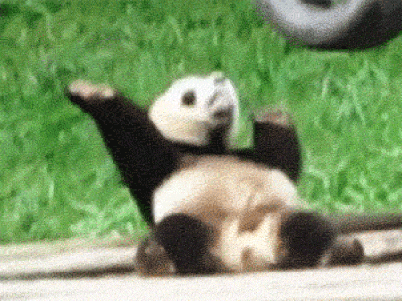 panda na zemi