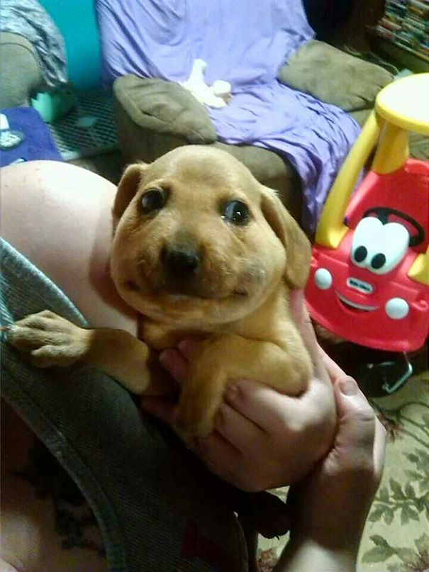 opuchnuty