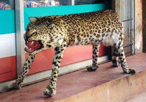 gepard