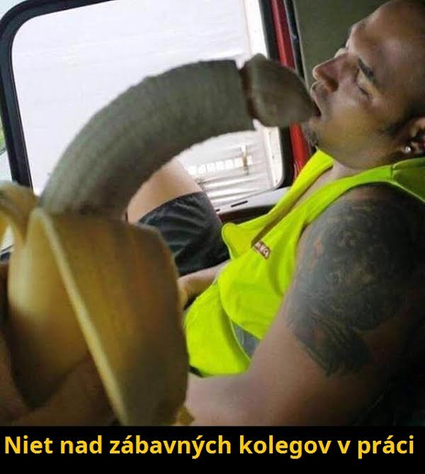kolega