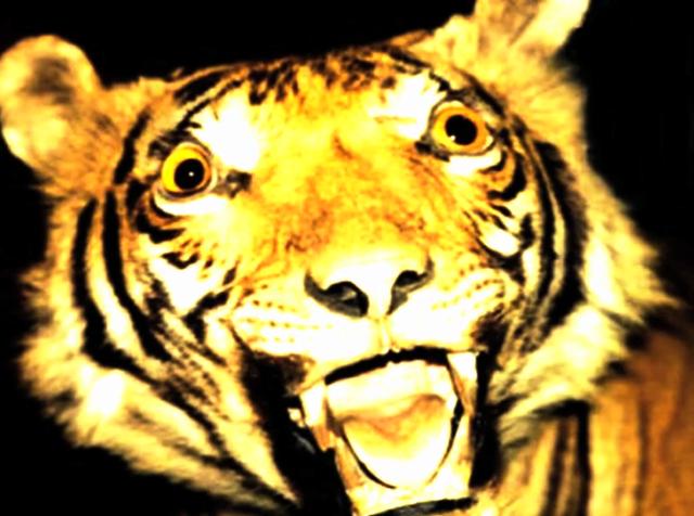tiger