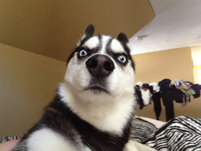 husky