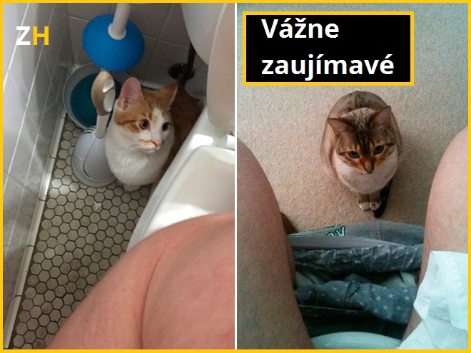 zachod