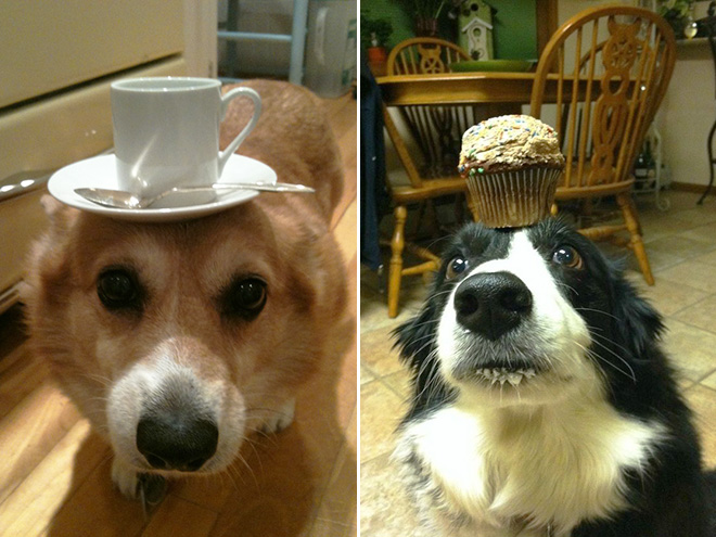 cupcake
