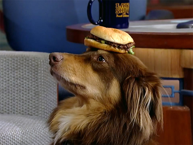 hamburger