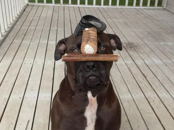 huba
