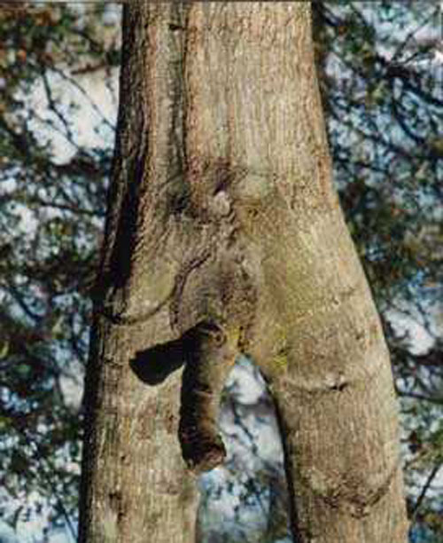 konarik