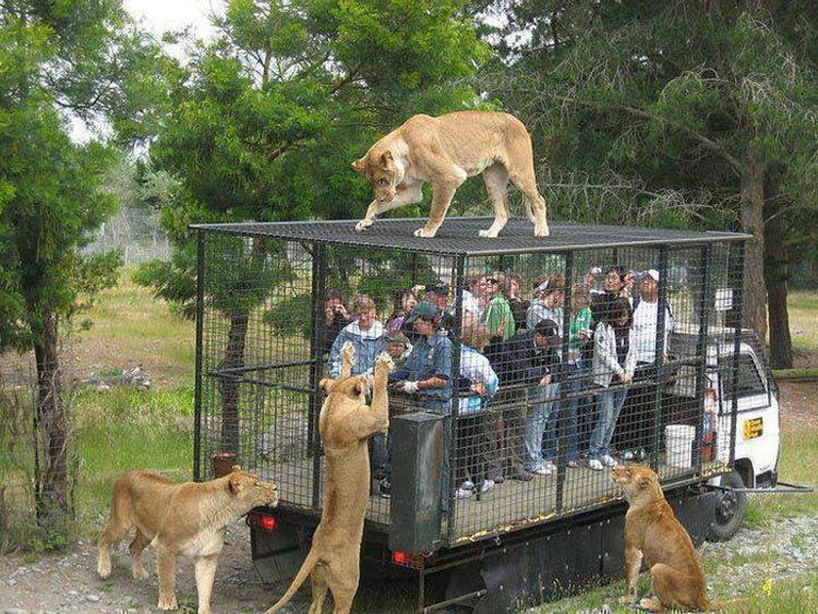 vylet do zoo 9
