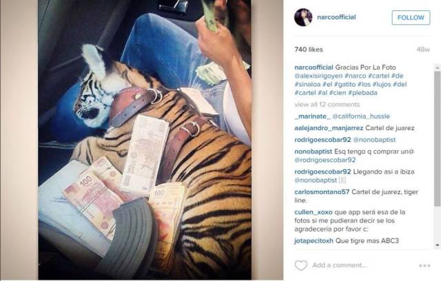 tiger v aute