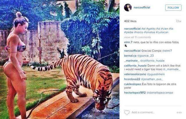 tiger a bazen