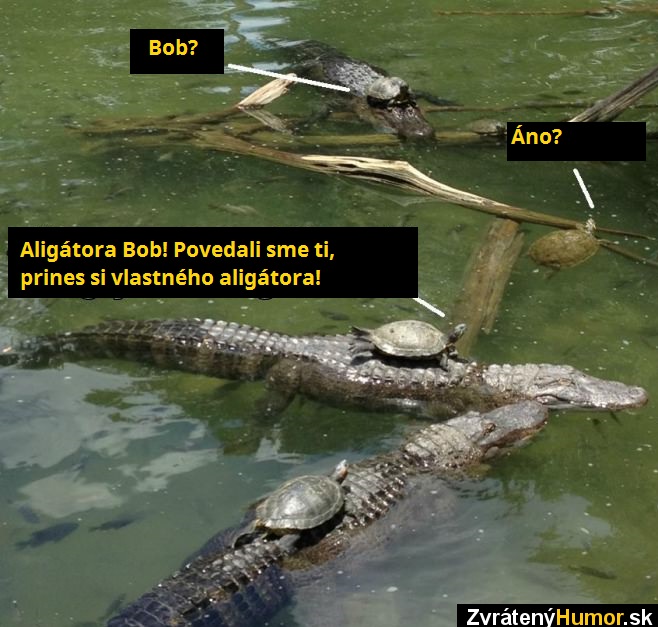 aligator