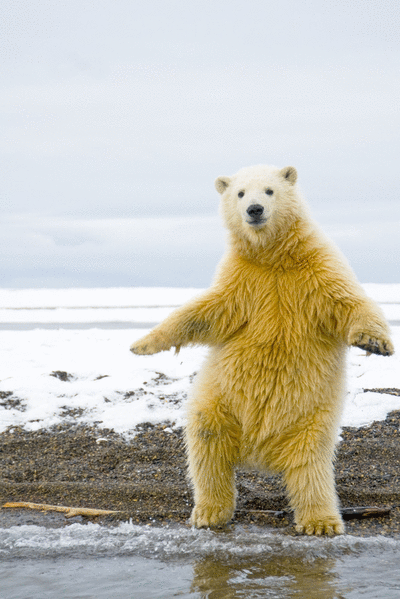 dancebear