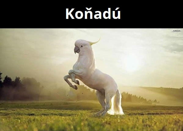 kombinacie zvierat 10
