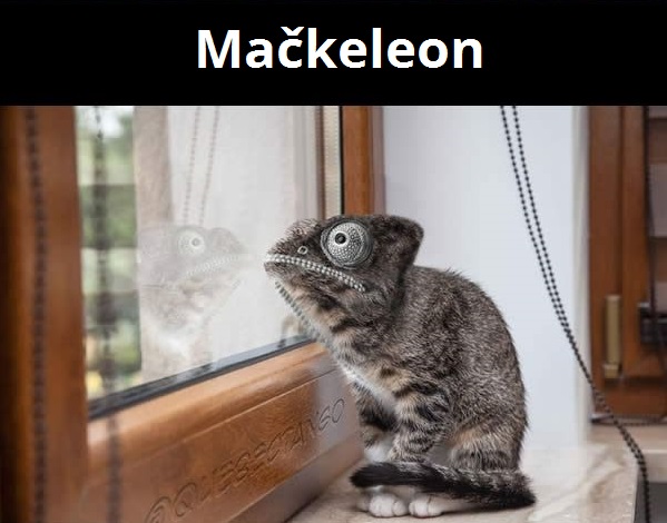 kombinacie zvierat 11