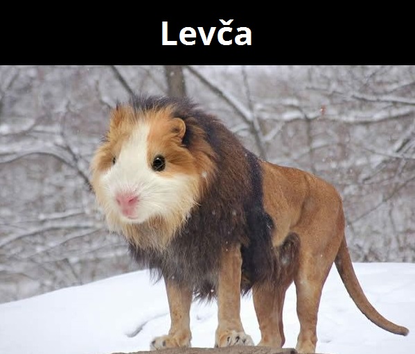 kombinacie zvierat 14