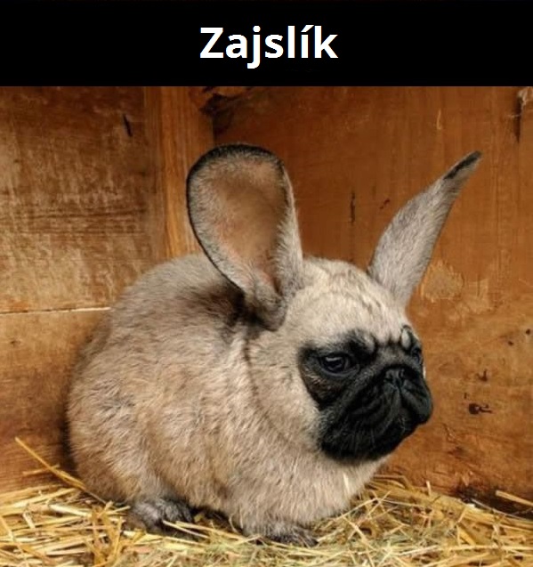 kombinacie zvierat 15