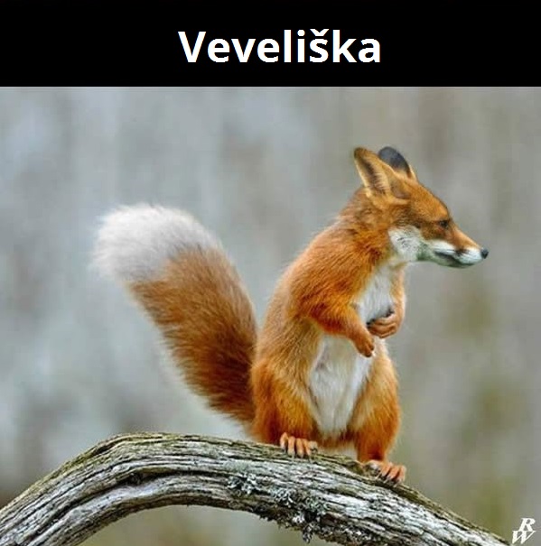 kombinacie zvierat 7