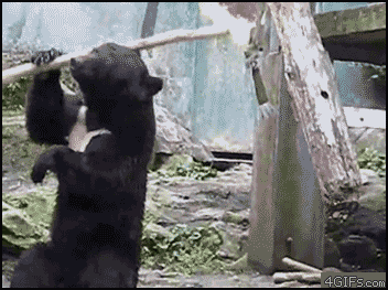 kungfu