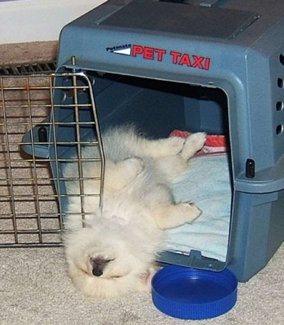 pet taxi