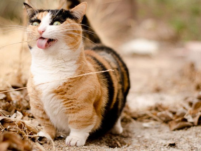 photogenic7