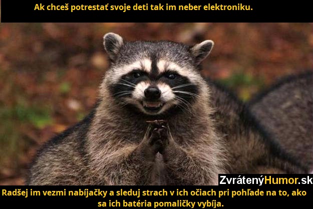 raccon