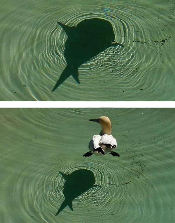 vystrihnute fotografie 13