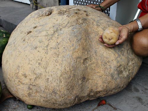nevychytali velkost 1