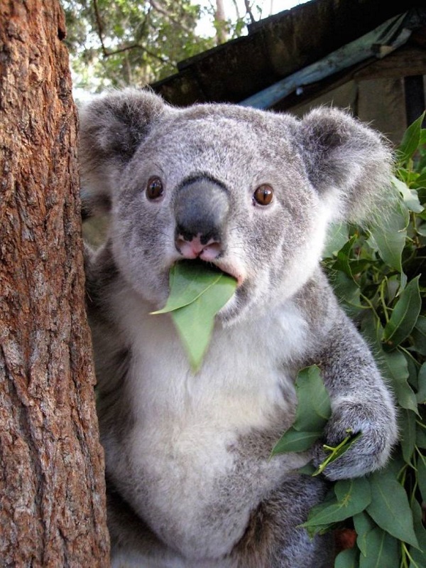 1 koala