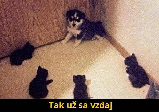 1 v rohu