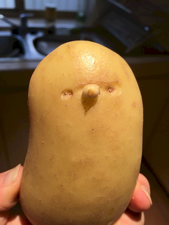 15 potato