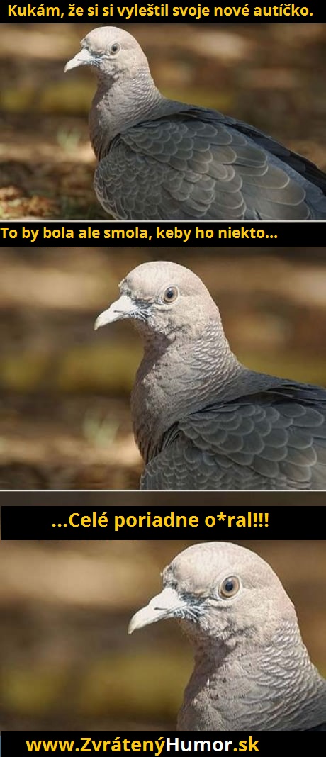 180.holubek